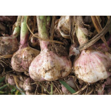 Hot Sales 2021 New Crop Chinese Fresh Garlic